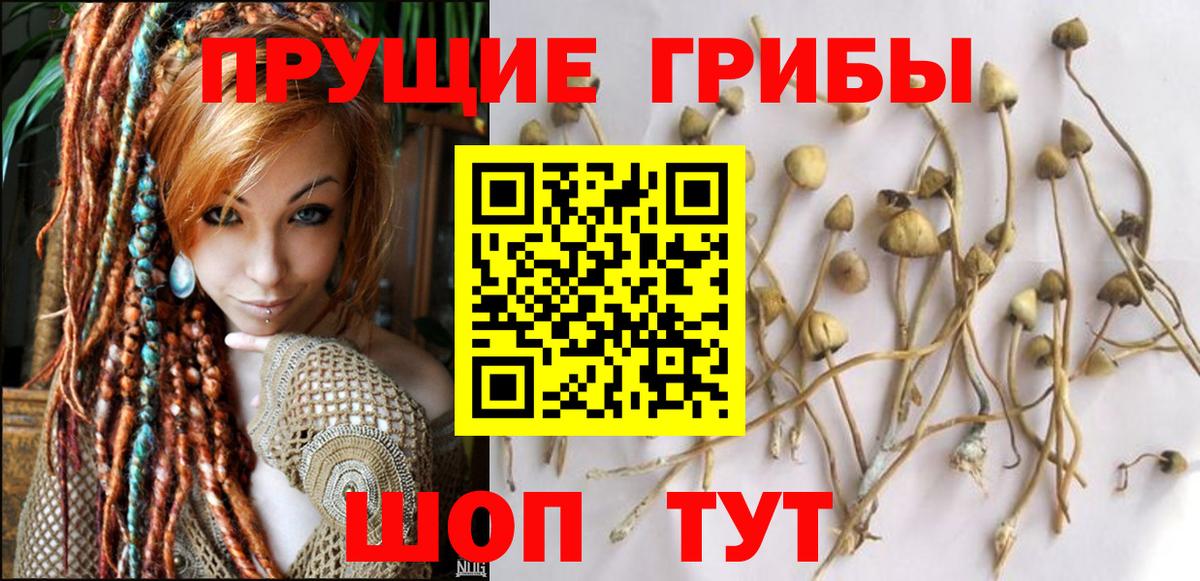Галлюциногенные грибы Psilocybine cubensis  Вход с VPN  Саров  Галлюциногенные грибы GOLDEN TEACHER 